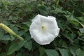 Close view of flower of Datura innoxia Royalty Free Stock Photo