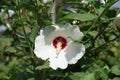 Close view of white flower of Hibiscus syriacus Royalty Free Stock Photo