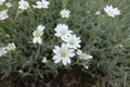 Close view of white flowers of Cerastium tomentosum in May Royalty Free Stock Photo