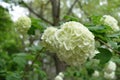 Close view of white inflorescences of Viburnum opulus sterile