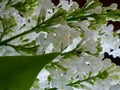 Close view of white lilac flower panicles and a leaf