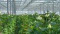 Many white rose stems with unopened buds inside a greenhouse.