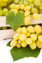 Close view of white table grape (Vitis) clusters