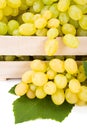 Close view of white table grape (Vitis) clusters