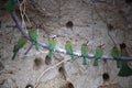 CLOSE VIEW OF WHITEFRONTED BEE-EATER SITTING IN A ROW ON A BRANCH Royalty Free Stock Photo