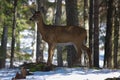 Close view of Whitetails deer in rural country of Quebec, Canada