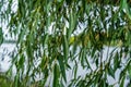 Close view of willow branches with water in the background