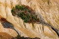 Close view of wind-bent pine tree and yellow sedimentary rock. Details of rocky texture. Sunny summer day. Royalty Free Stock Photo