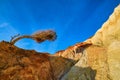 Close view of wind-bent pine tree and yellow sedimentary rock. Sunny summer day, clear blue sky. Royalty Free Stock Photo