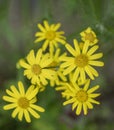 Close view of yellow Arnica Arnica Montana herb blossoms.Note