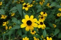 Close view of yellow flower of Rudbeckia triloba