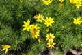 Close view of flowers of Coreopsis verticillata Royalty Free Stock Photo