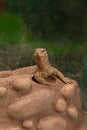 Close view of Yellow Monitor Lizard Varanus flavescens. Wildlife photography