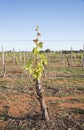 Close View of Young Grafted Vine.