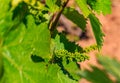 Close view of young grapes on the vines at a vineyard in the spring in Sonoma County, California, USA Royalty Free Stock Photo