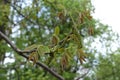 Close view of young leaves and catkins of walnut Royalty Free Stock Photo