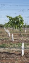 Close View of Young Vine in Grow Tube.