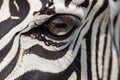 close view of zebra eye with another zebra reflected in it Royalty Free Stock Photo