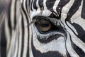 close view of zebra eye with another zebra reflected in it Royalty Free Stock Photo