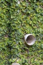 A Close Of Vines On a Wall