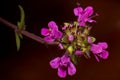 Close up of Thyme