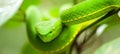 Close, VogelÃ¢â¬â¢s Green Pit Viper in the wild tree, breathtaking eyes, colors and skin of Green Pit Viper, Khao Yai National Park,