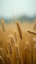 Close wheat detail with fine rain on grain, emphasized by creamy blur. Generative AI Royalty Free Stock Photo
