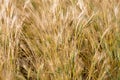 Close Wheat in Field