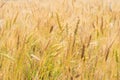 Yellow wheat fields