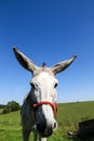 Close white donkey portrait photographed with a wide-angle lens