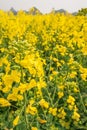 Close, wide angle. Beautiful Mustard field scenic landscape. Colorful mustard are in bloom. Yellow flowers in full bloom. Spring