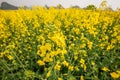Close, wide angle. Beautiful Mustard field scenic landscape. Colorful mustard are in bloom. Yellow flowers in full bloom. Spring