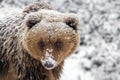 Close wild big brown bear portrait in winter forest