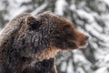 Close wild big brown bear portrait in winter forest