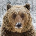 Close wild big brown bear portrait in winter forest