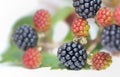 Close on wild blackberry growing on a branch Royalty Free Stock Photo