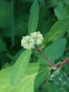 Close wild seed pods green