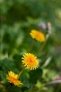 Close Of Yellow Dandelion Flowers Against A Green Background Royalty Free Stock Photo