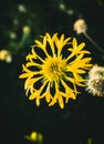 Close of yellow flower in dark theme Royalty Free Stock Photo