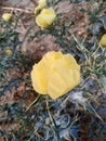 Close yellow flower in India evning time