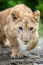 Young lion cub in the wild Royalty Free Stock Photo