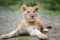 Young lion cub in the wild Royalty Free Stock Photo