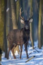 Close young majestic red deer stag in winter forest. Cute wild mammal in natural environment