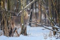 Close young majestic red deer in winter forest. Cute wild mammal in natural environment