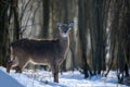 Close young majestic red deer in winter forest. Cute wild mammal in natural environment