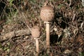 Close young parasol mushroom