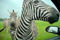 Close view with Zebras. Lion Safari. Ontario