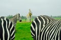 Close encounter with Zebras. Lion Safari. Ontario Royalty Free Stock Photo