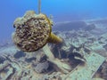 Big canon on ship wreck