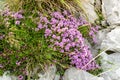 Closeap view to a bush of thyme flower on rocky alpine slide